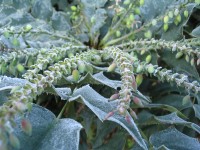 /album/plants/plants-8-jpg/